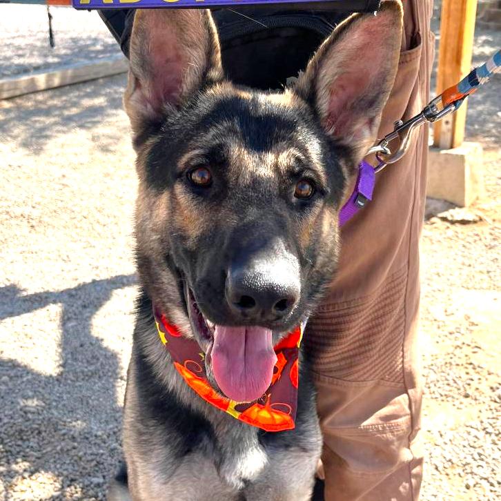 Enlarge Captain, a Adoptable German Shepherd Dog in Las Vegas, NV image 3/4