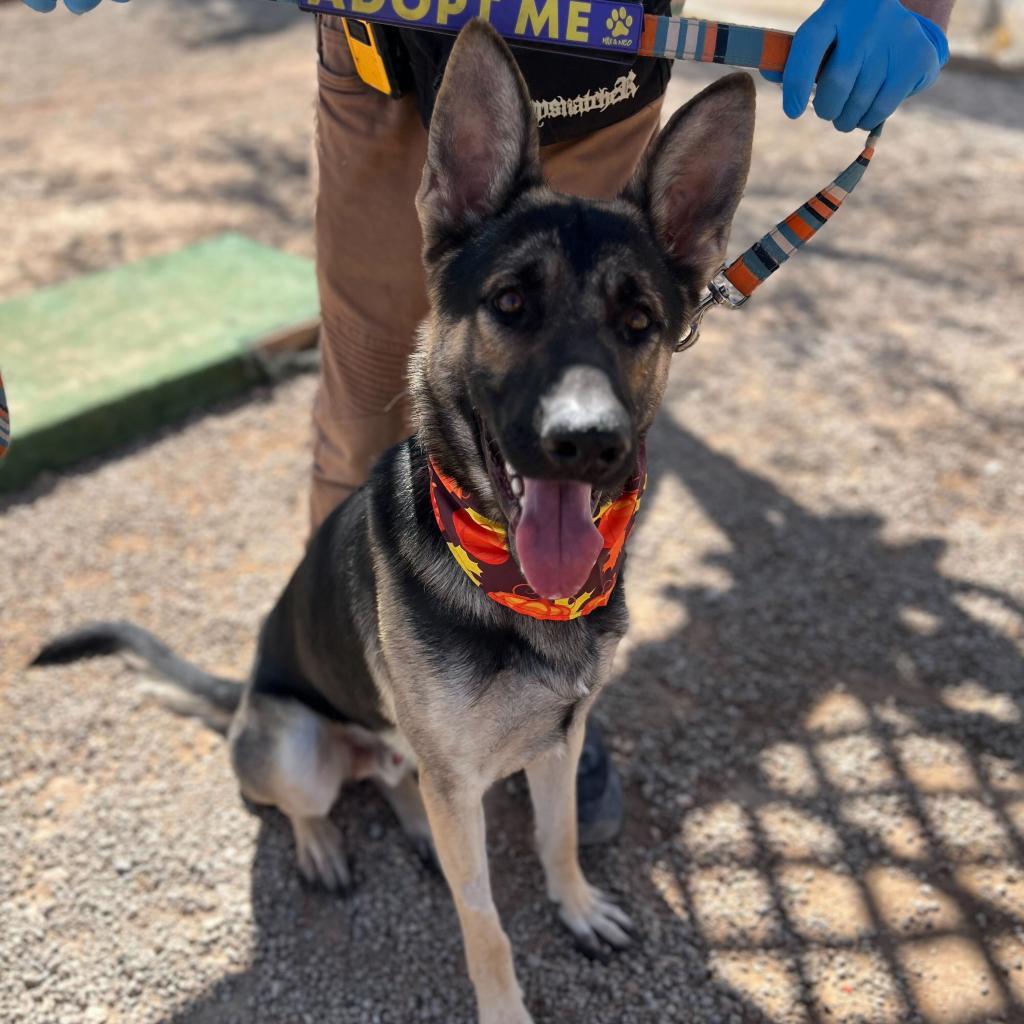 Enlarge Captain, a Adoptable German Shepherd Dog in Las Vegas, NV image 3/3