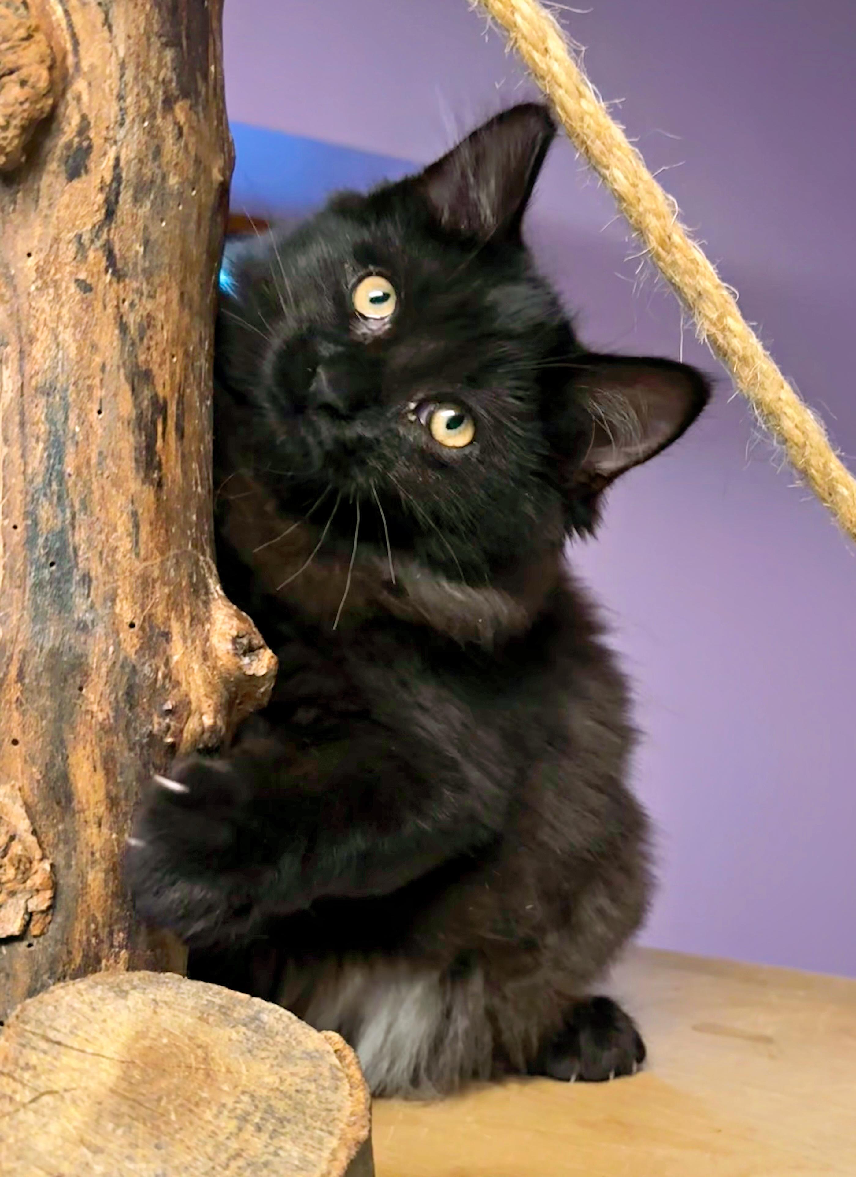 Zoey, a Adopted Domestic Medium Hair in Pittsburgh, PA image 1/2