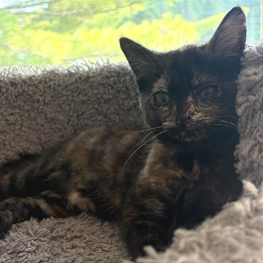 Fable, a Adoptable Domestic Short Hair in Traverse City, MI image 1/3
