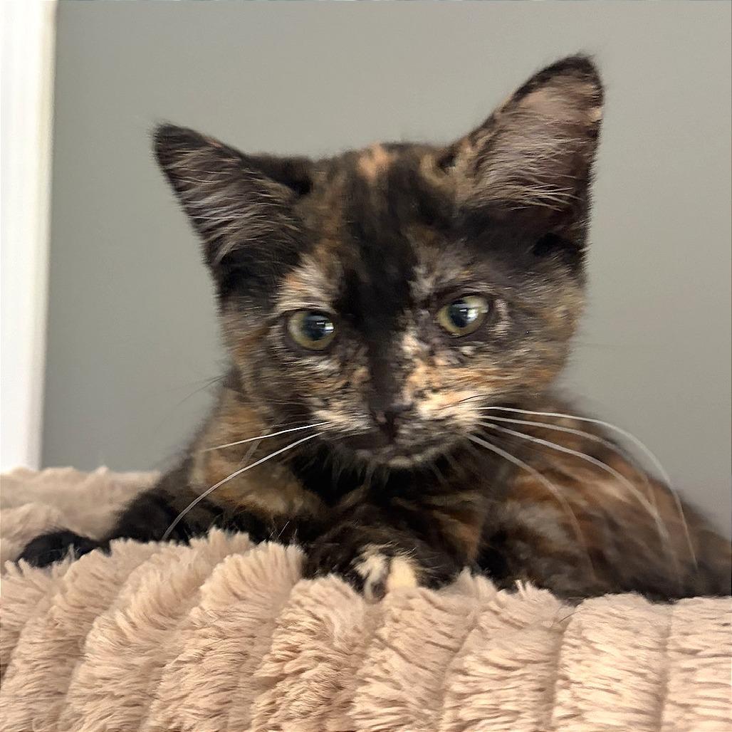 Fable, a Adoptable Domestic Short Hair in Traverse City, MI image 2/3