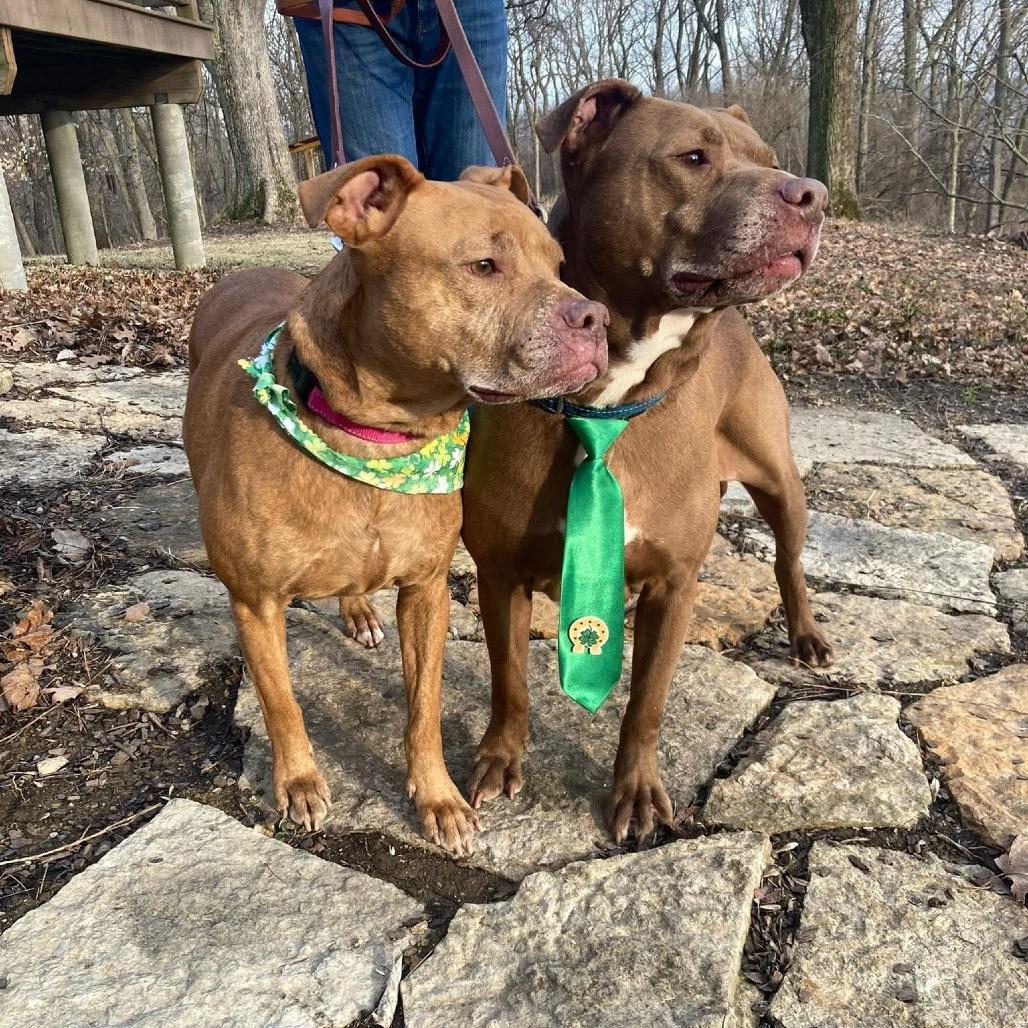 Buddy, Adoptable, Senior Male Mixed Breed.