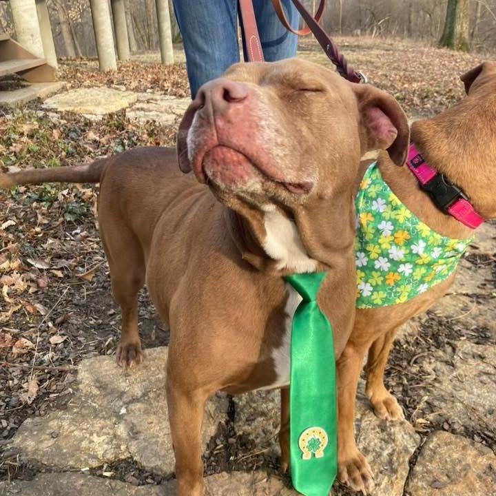 Enlarge Buddy, a Adoptable Mixed Breed in Springboro, OH image 2/4