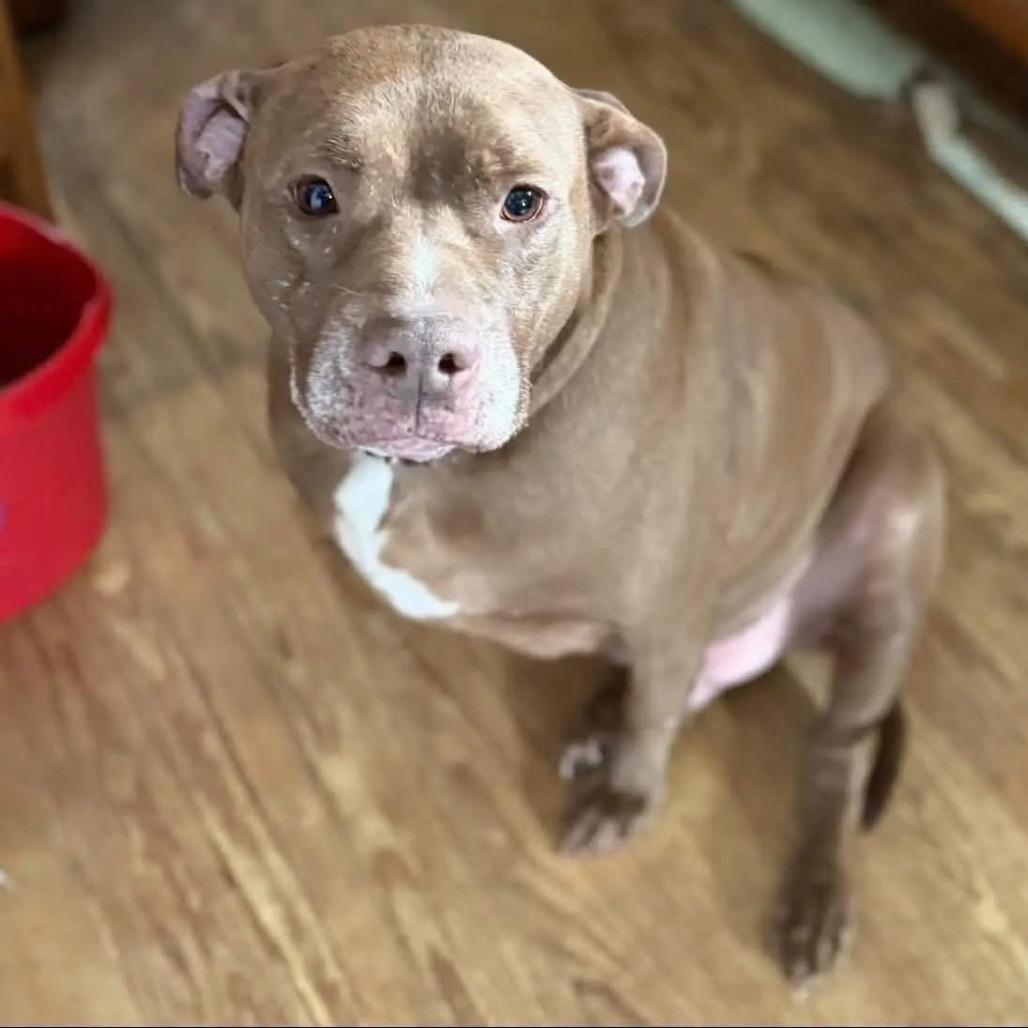 Enlarge Buddy, a Adoptable Mixed Breed in Springboro, OH image 3/4