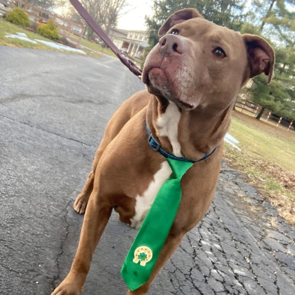 Enlarge Buddy, a Adoptable Mixed Breed in Springboro, OH image 4/4