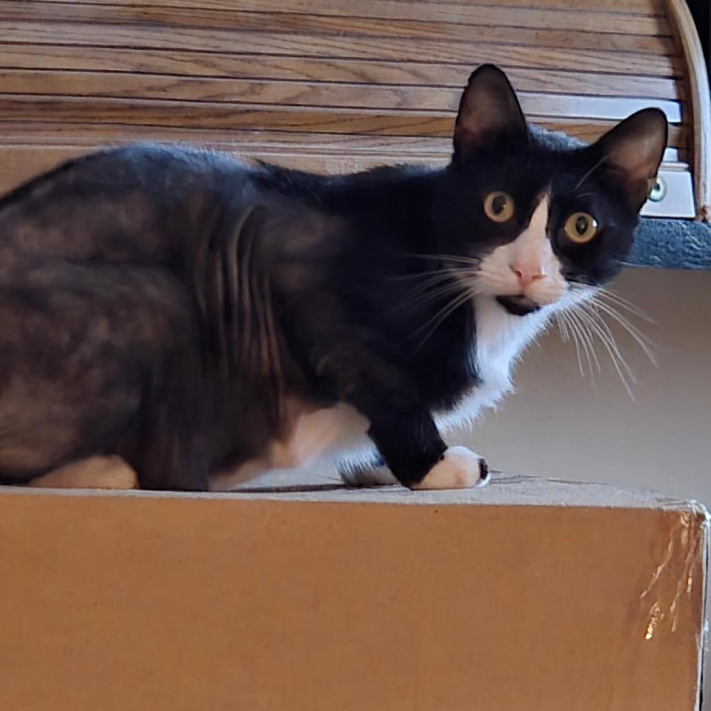 Oreo MI, a Adoptable Domestic Short Hair in Titusville, FL image 1/2