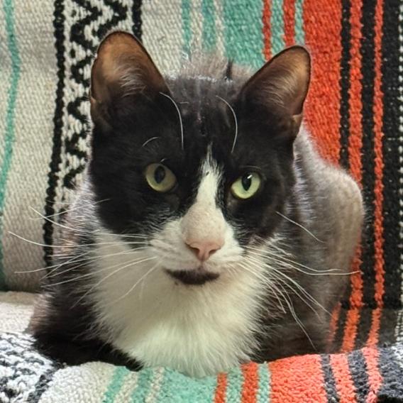 Oreo MI, a Adoptable Domestic Short Hair in Titusville, FL image 2/2