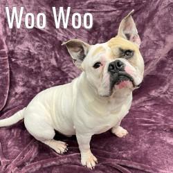 Woo Woo, ADOPTABLE, Adult Male American Bully.