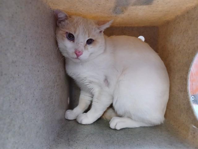 NOAH, Adoptable, Young Male Domestic Short Hair.