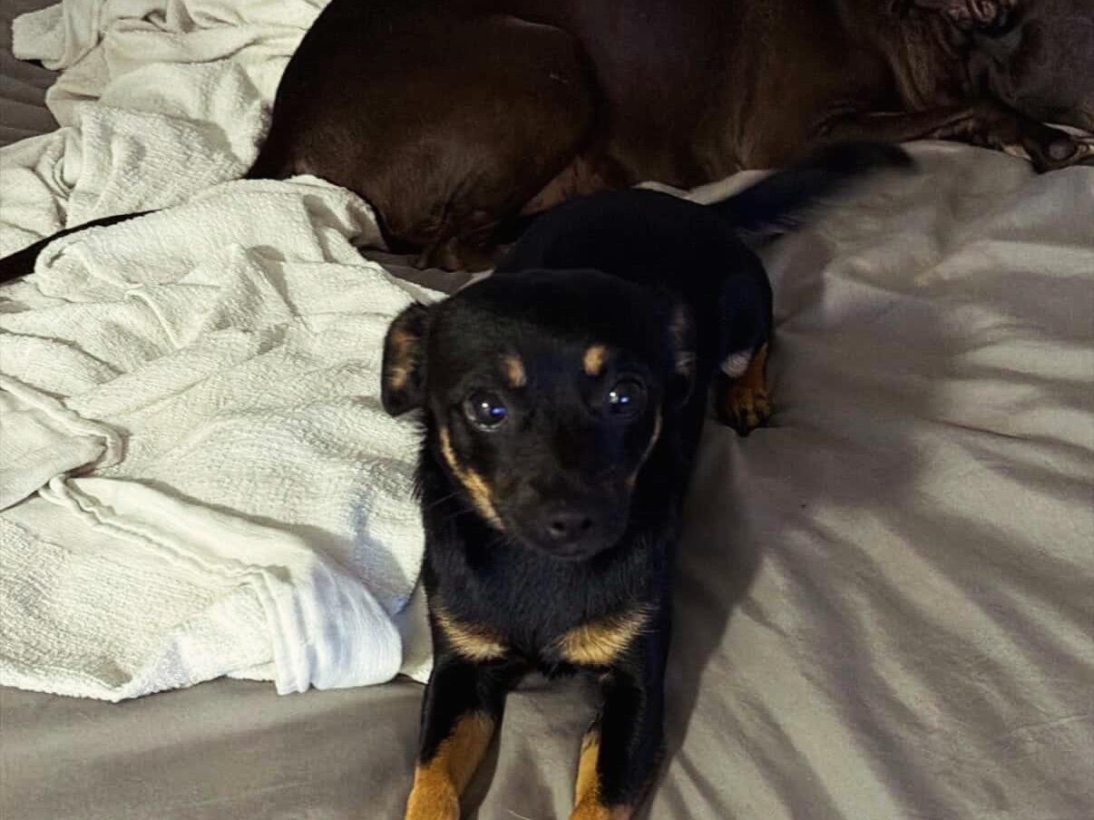 Enlarge Chiqui , an adopted mixed breed in North Miami, FL image 6/6