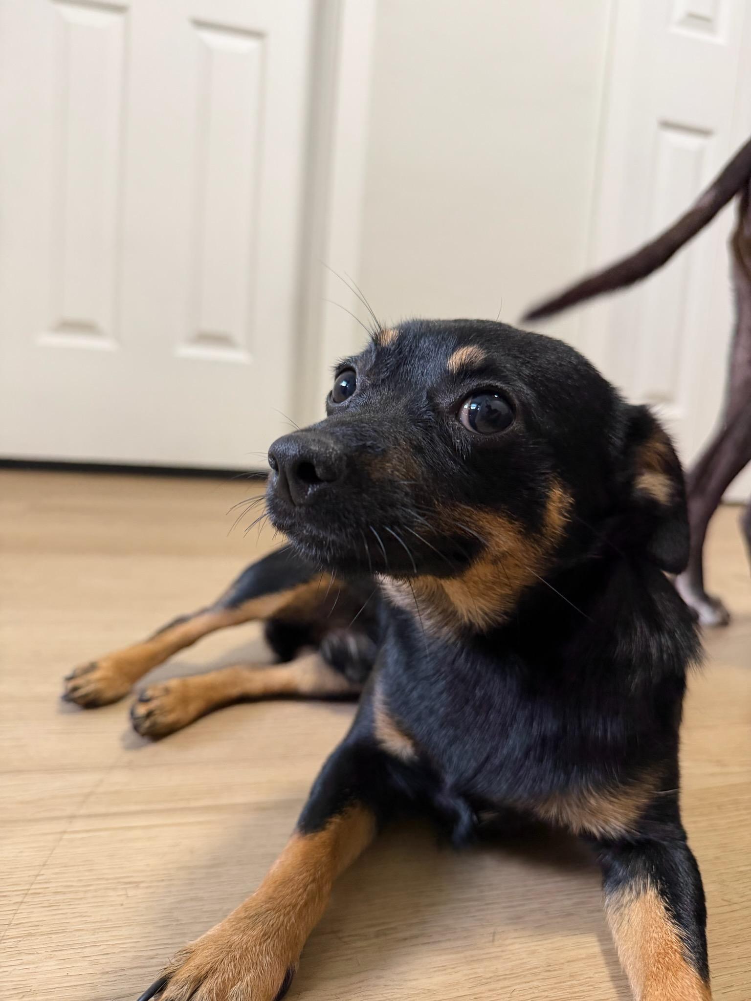 Enlarge Chiqui , an adopted mixed breed in North Miami, FL image 2/6