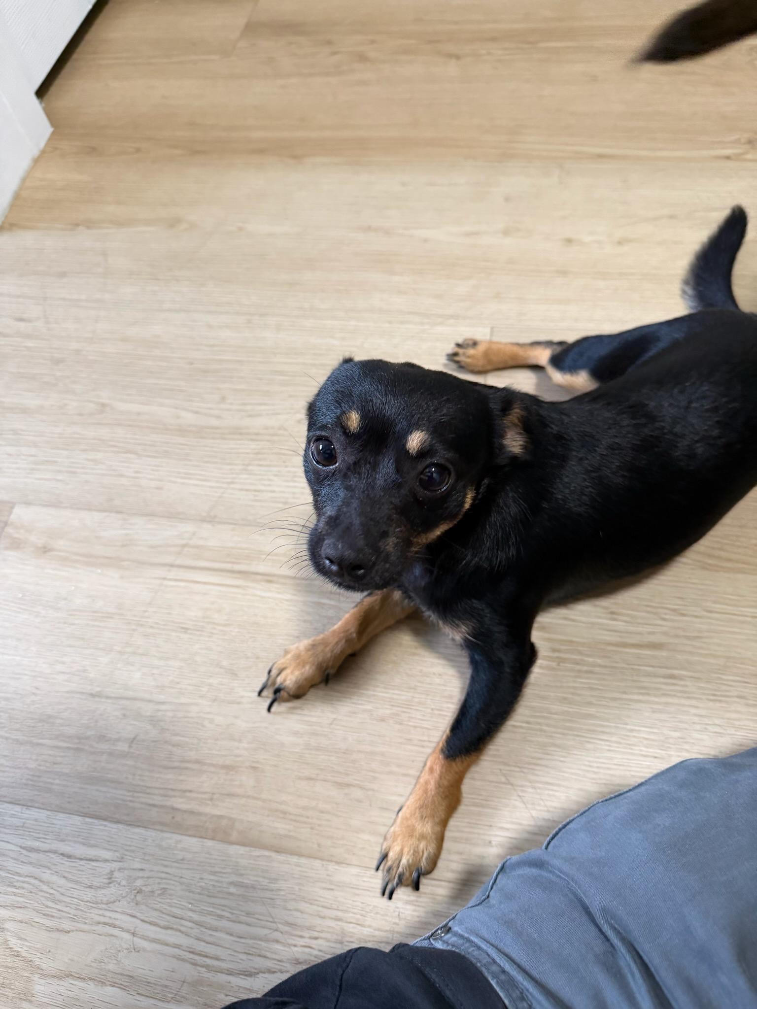 Enlarge Chiqui , an adopted mixed breed in North Miami, FL image 5/6