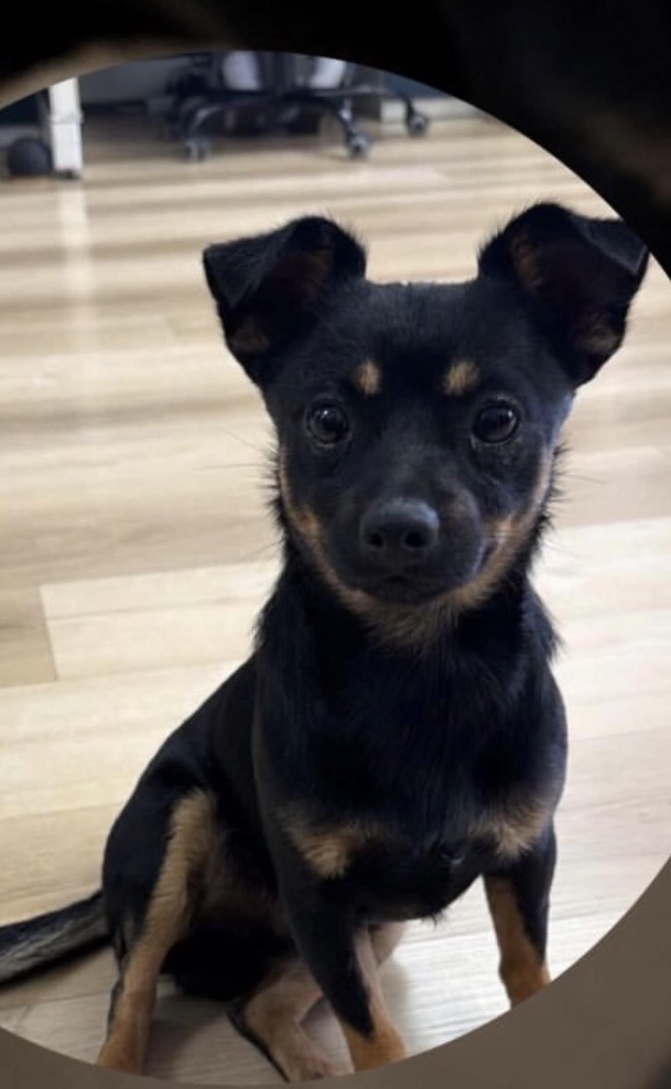 Enlarge Chiqui , an adopted mixed breed in North Miami, FL image 1/6