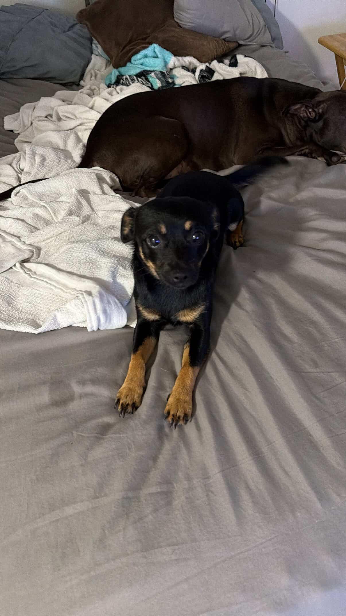 Enlarge Chiqui , an adopted mixed breed in North Miami, FL image 4/6