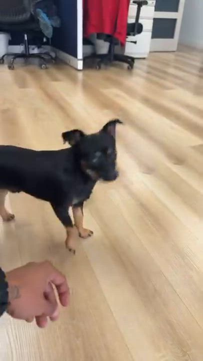 Enlarge Chiqui , an adopted mixed breed in North Miami, FL video 3/6