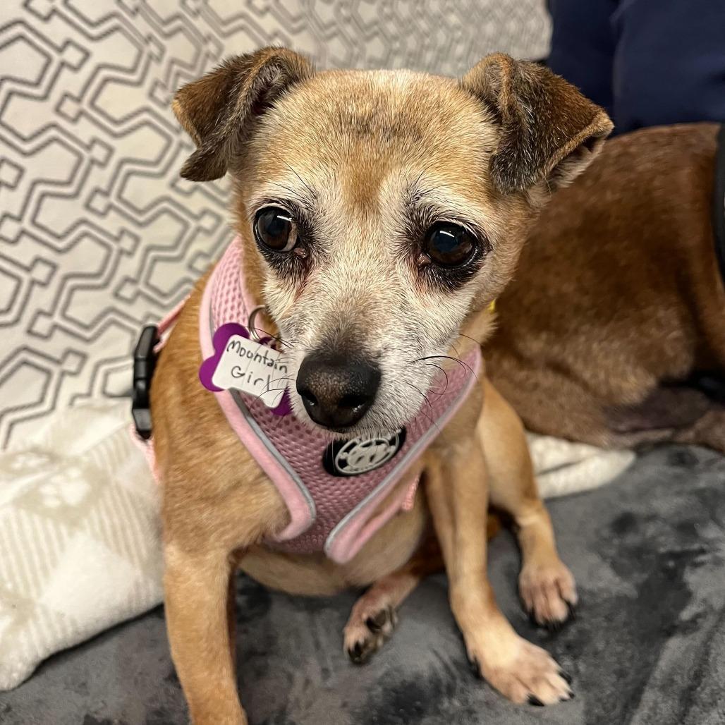 Mountain Girl 13762, Adoptable, Senior Female Chihuahua.