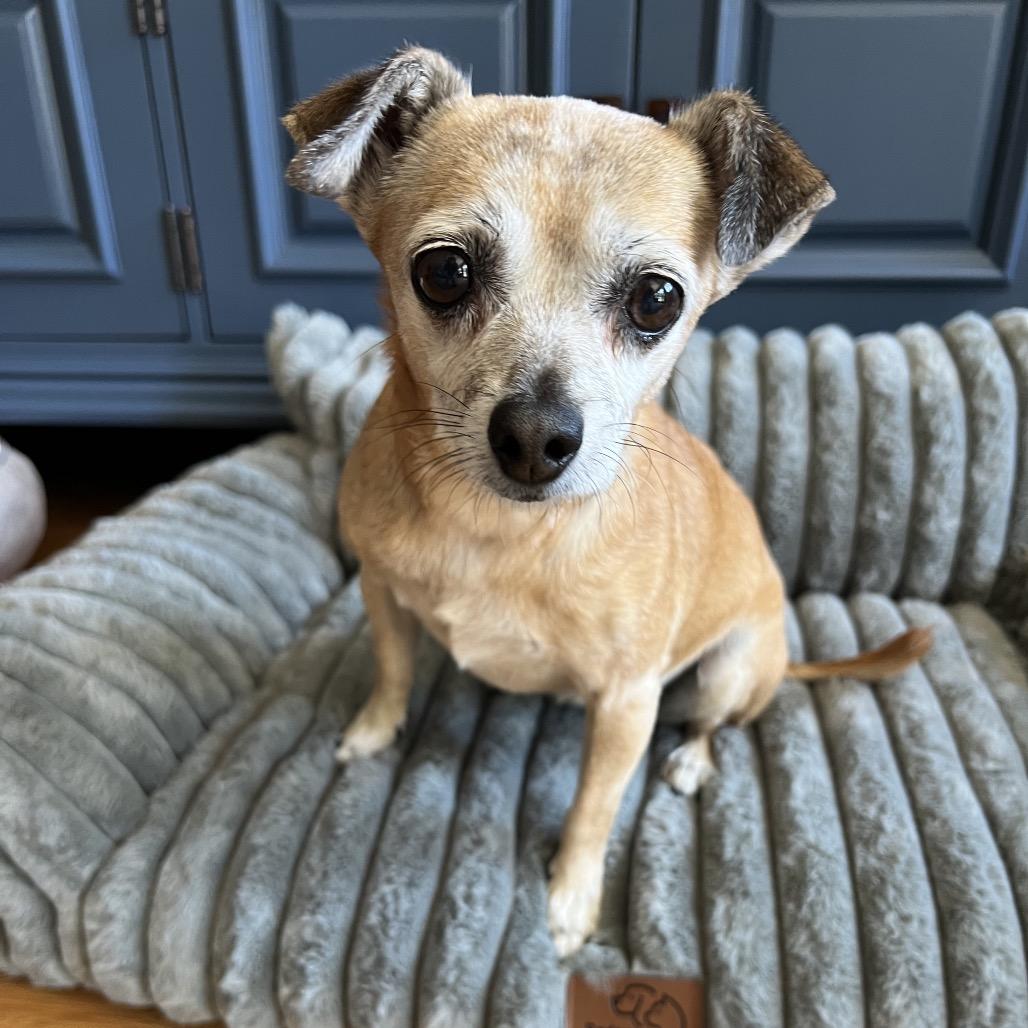 Mountain Girl 13762, a Adoptable Chihuahua in San Francisco, CA image 2/6