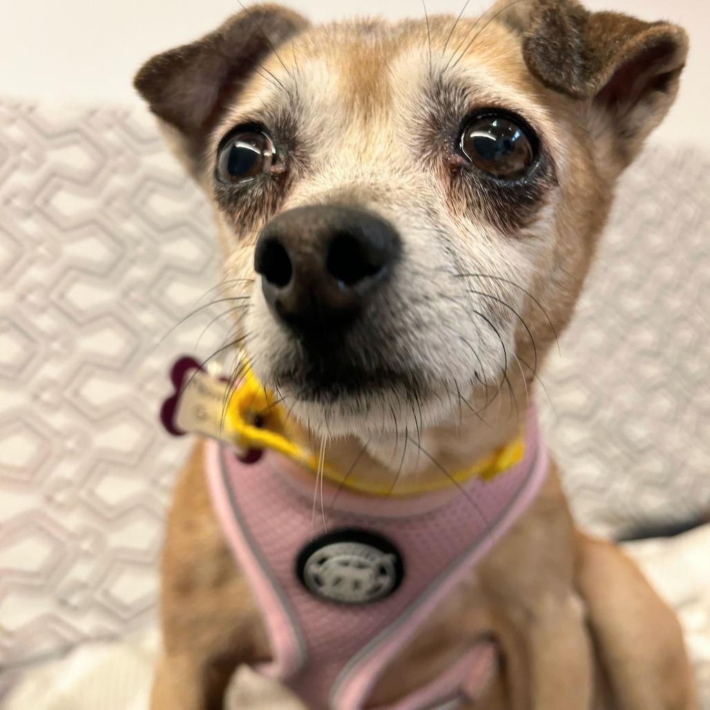 Mountain Girl 13762, a Adoptable Chihuahua in San Francisco, CA image 3/6