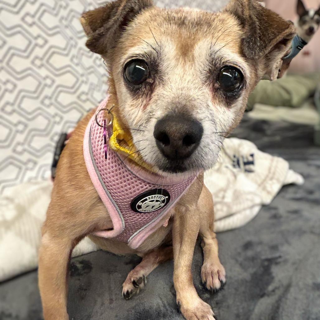 Mountain Girl 13762, a Adoptable Chihuahua in San Francisco, CA image 4/6