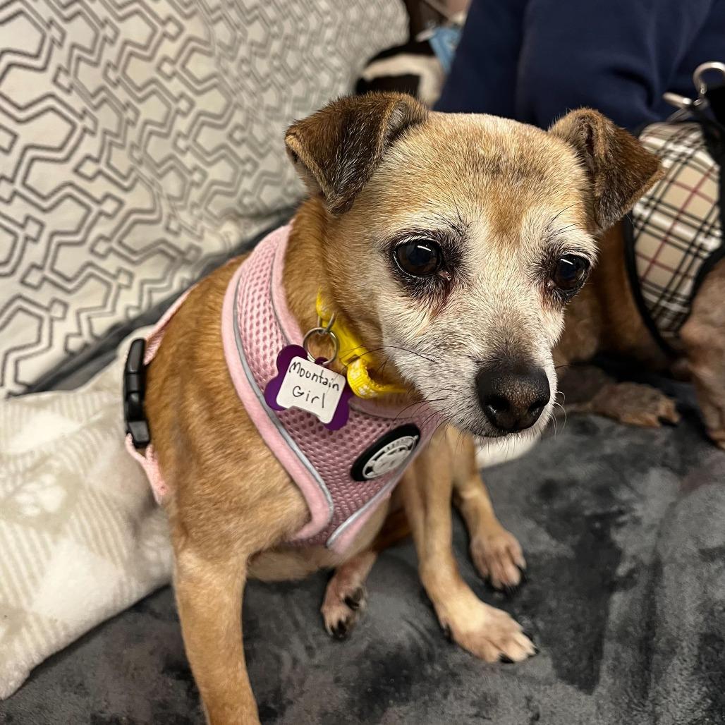 Mountain Girl 13762, a Adoptable Chihuahua in San Francisco, CA image 5/6