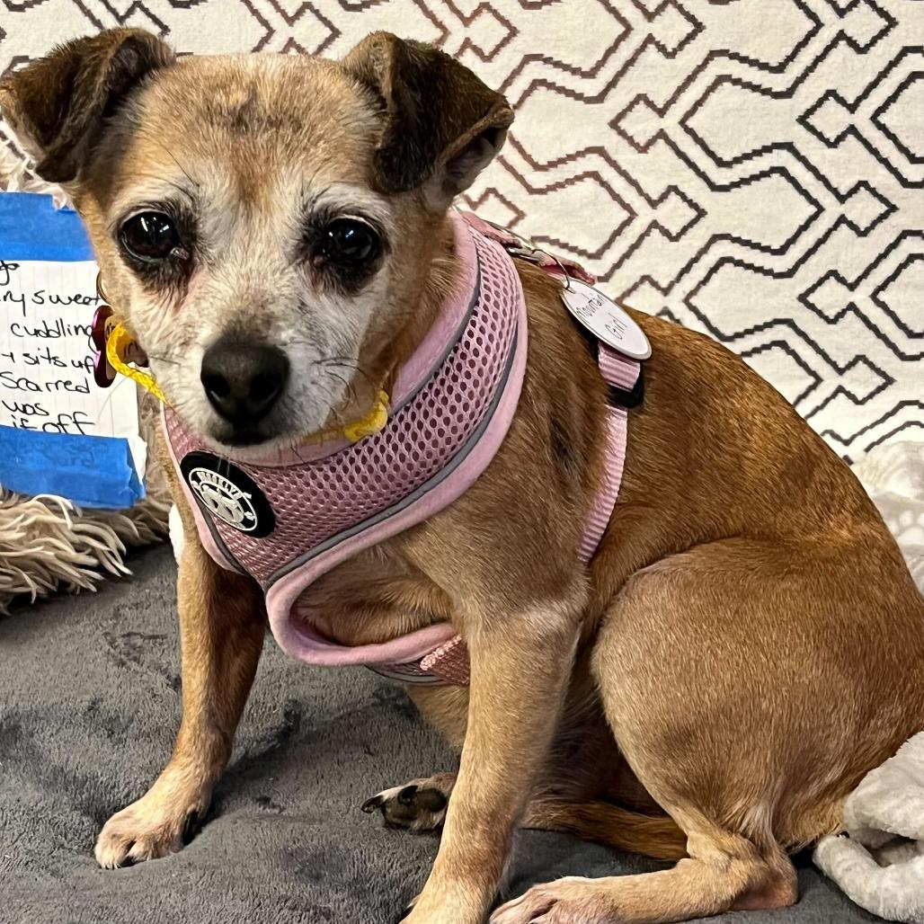 Mountain Girl 13762, a Adoptable Chihuahua in San Francisco, CA image 6/6