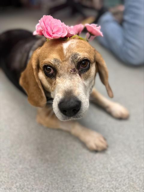 PHOEBE, Adoptable, Adult Female Beagle.
