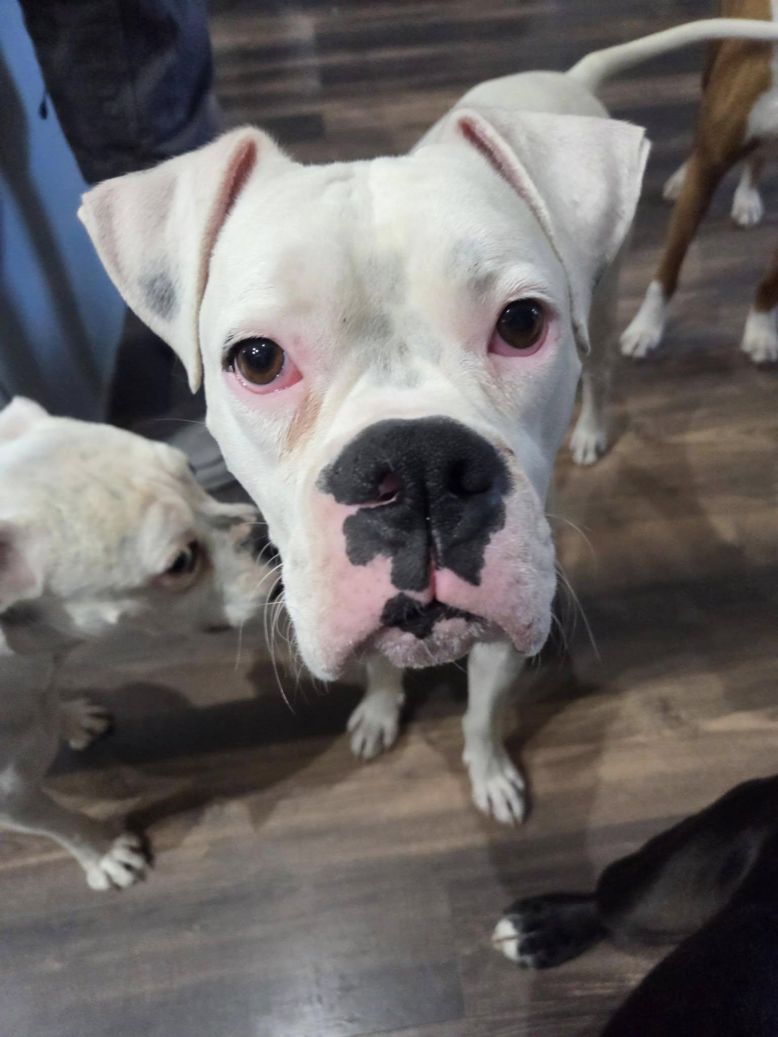 Oso, Adoptable, Adult Male Boxer.