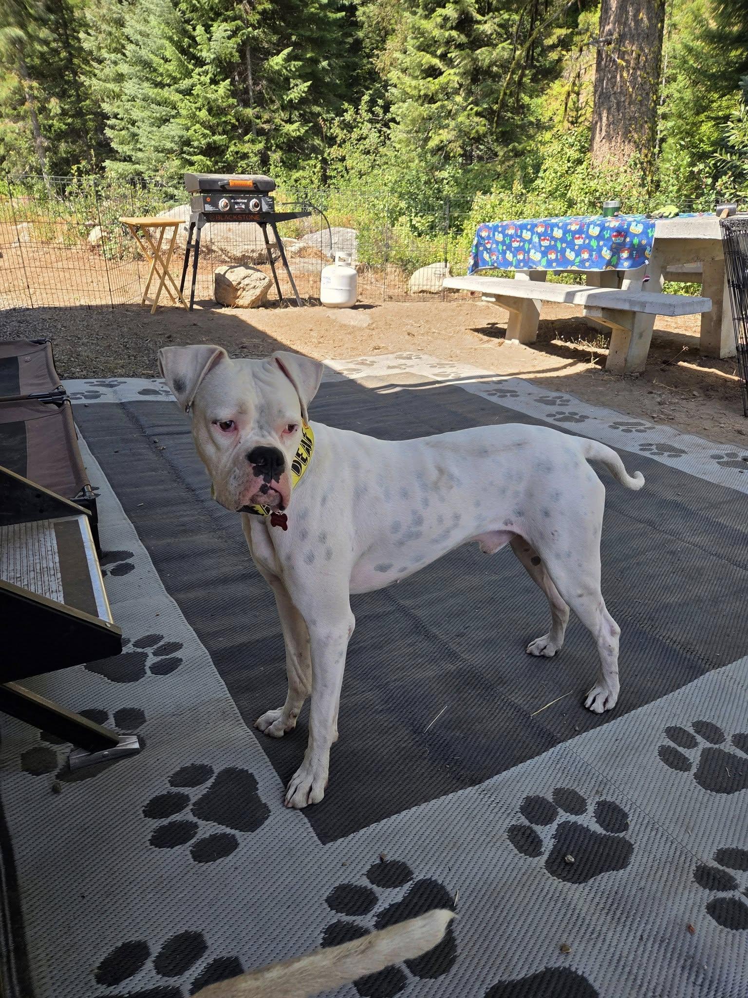 Oso, Adoptable, Adult Male Boxer.