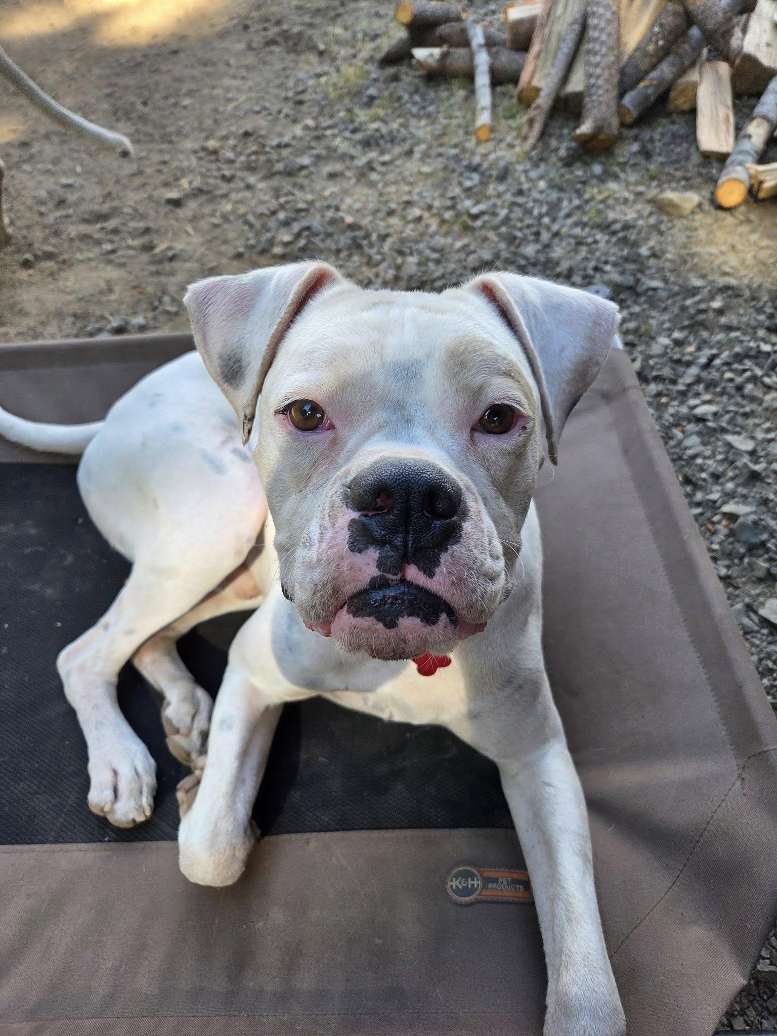 Enlarge Oso, a Adoptable Boxer in Woodinville, WA image 3/3