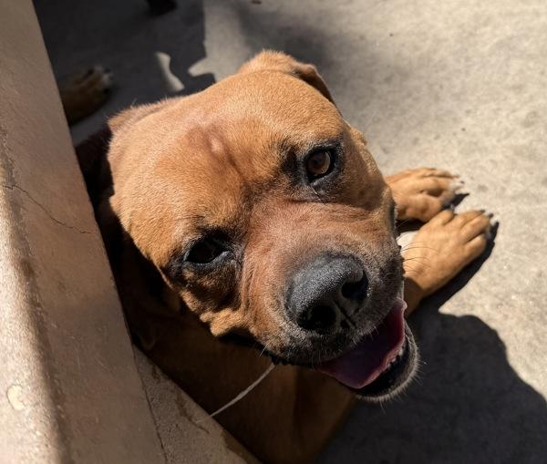 Marco, Adoptable, Adult Male Pit Bull Terrier.
