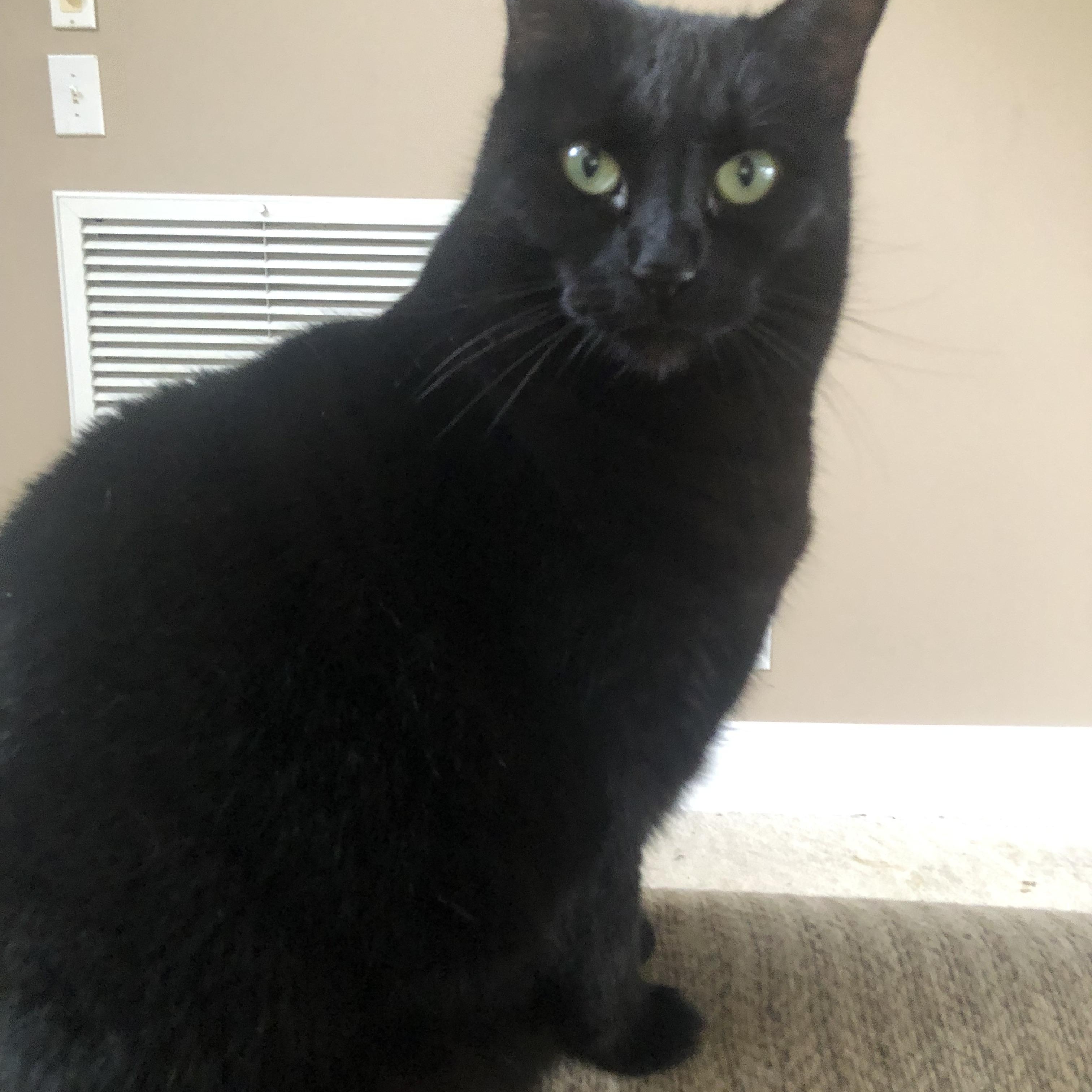 Charlotte, a Adoptable Domestic Short Hair in Montgomery, AL image 1/5