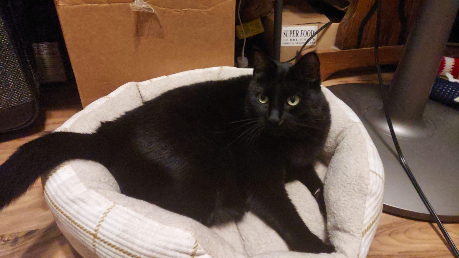 Charlotte, a Adoptable Domestic Short Hair in Montgomery, AL image 2/5