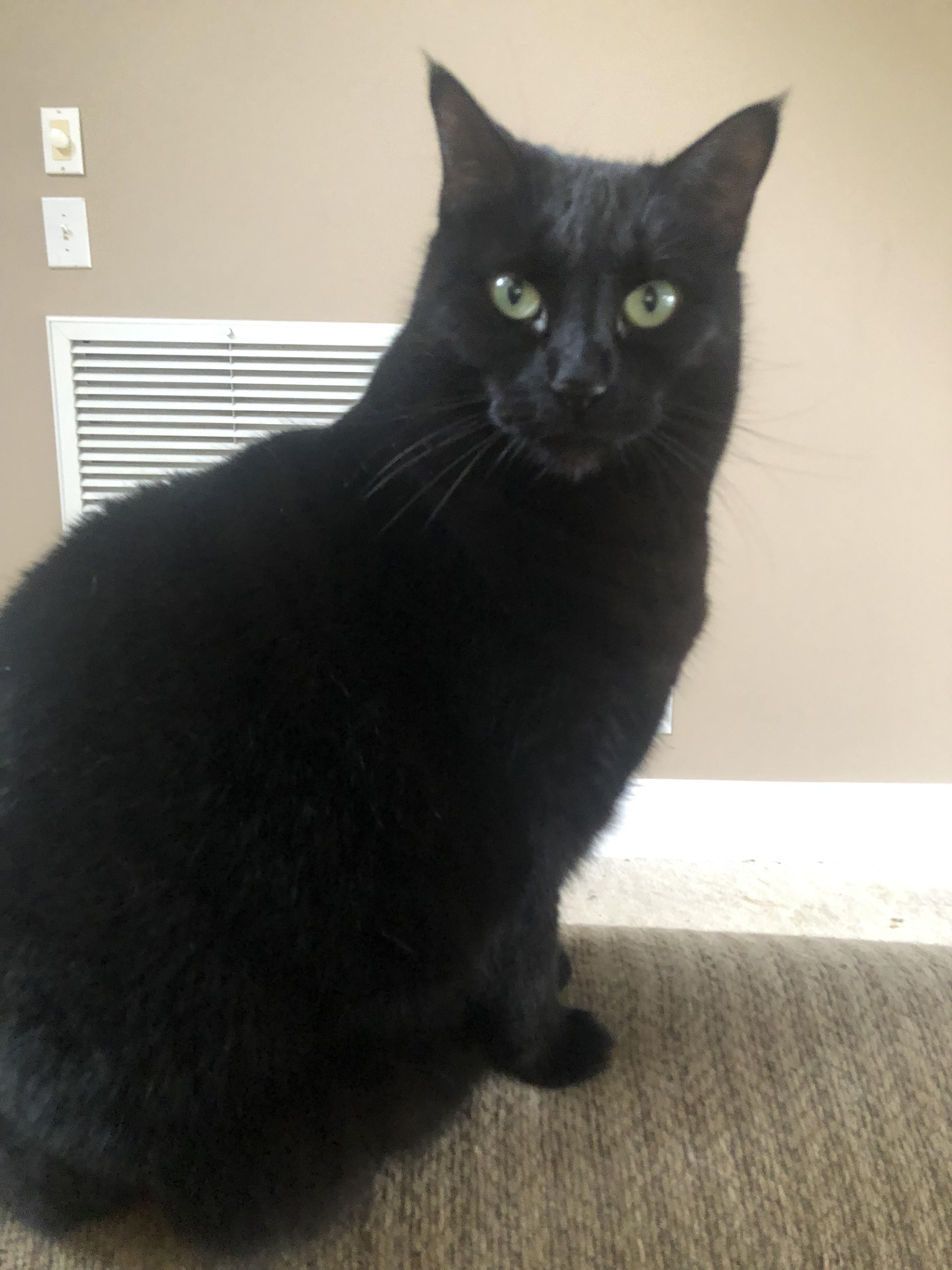 Charlotte, a Adoptable Domestic Short Hair in Montgomery, AL image 5/5