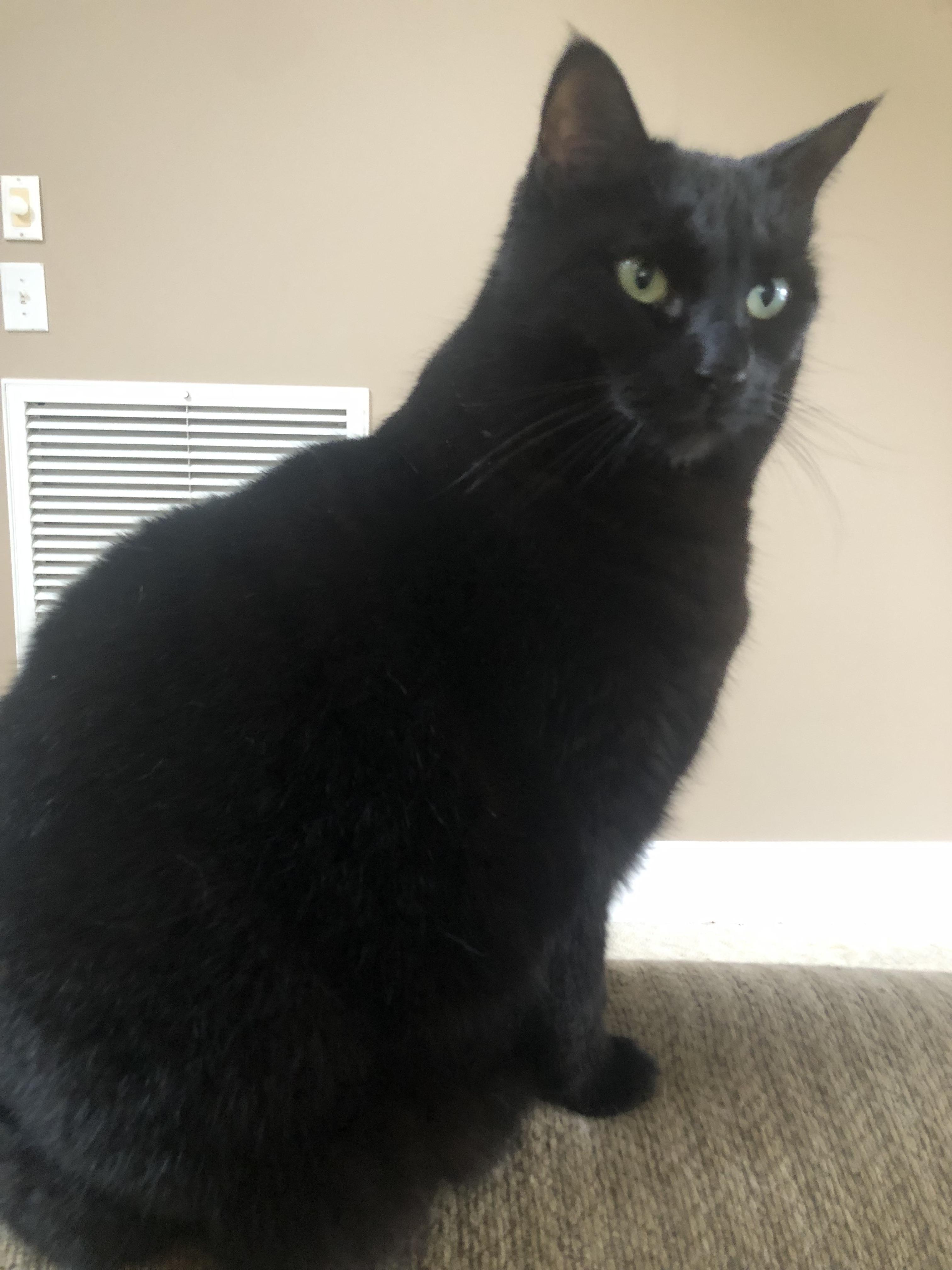 Charlotte, a Adoptable Domestic Short Hair in Montgomery, AL image 4/5