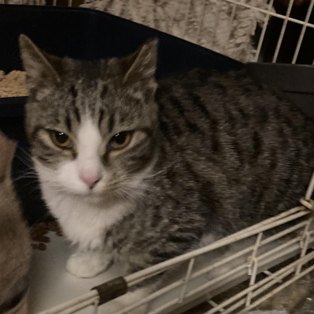 Enlarge Jimmy G 26-0159, a Adoptable Domestic Short Hair in Yanceyville, NC image 1/1