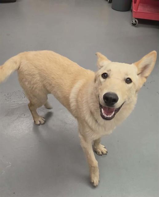Luke, ADOPTABLE, Young Male Shepherd.
