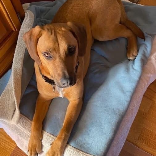 Chief, a ADOPTABLE mixed breed in McHenry, IL image 2/5