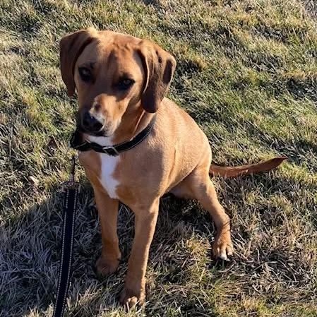 Chief, ADOPTABLE, Young Male Hound.