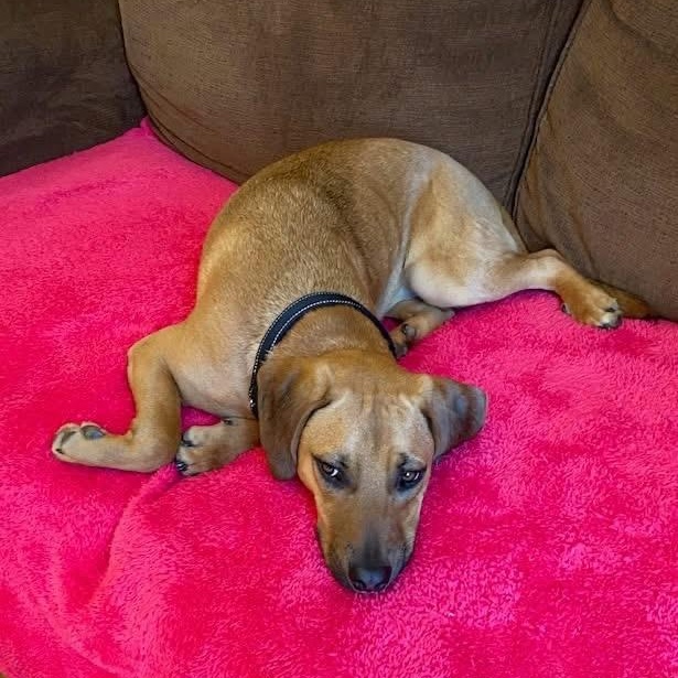 Chief, a ADOPTABLE mixed breed in McHenry, IL image 3/5