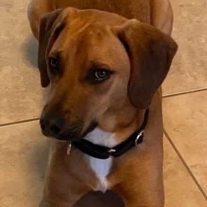 Chief, a ADOPTABLE mixed breed in McHenry, IL image 4/5