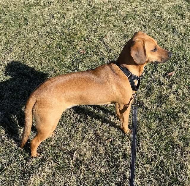 Chief, a ADOPTABLE mixed breed in McHenry, IL image 5/5