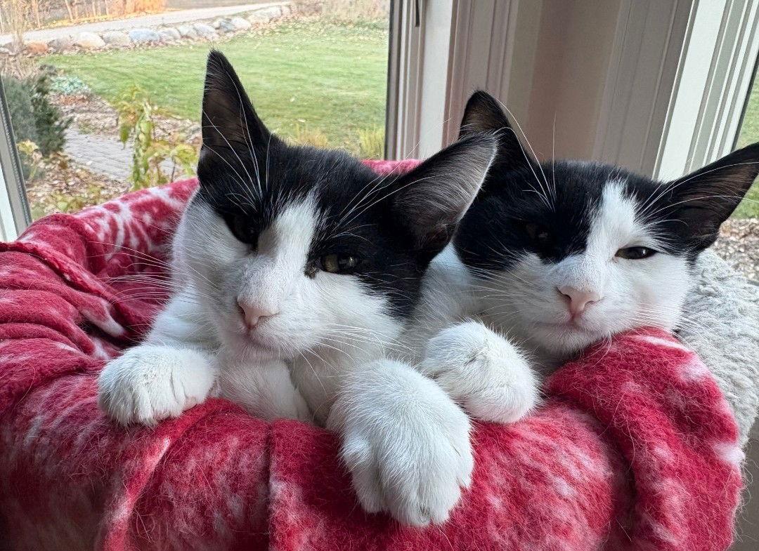 Bandit Boy — thumbnail 2