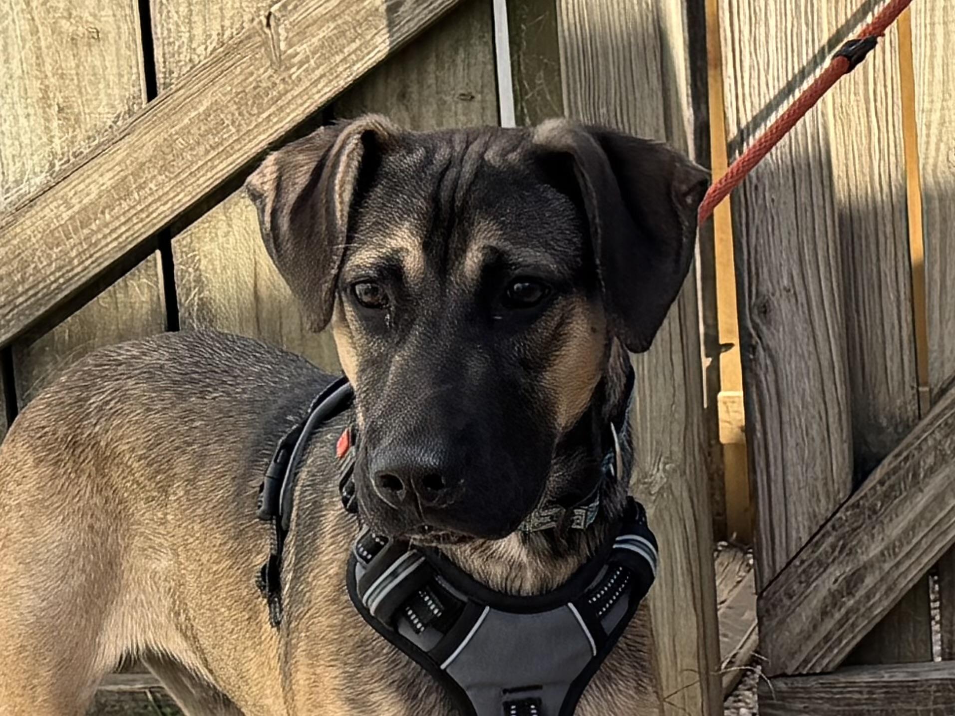 Enlarge Juan, a Adoptable mixed breed in Ellicott City, MD image 3/3