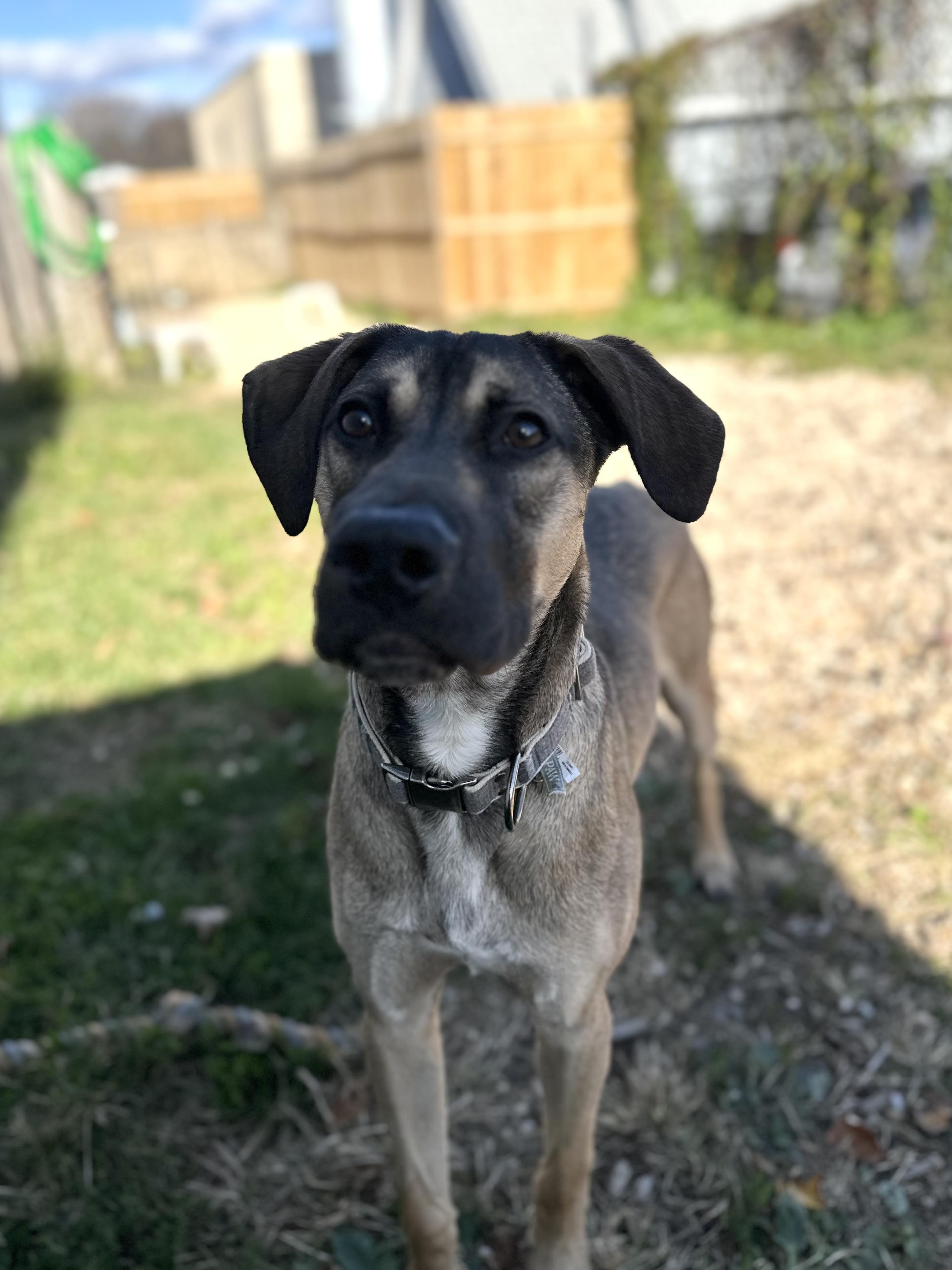 Juan, Adoptable, Puppy Male Hound.