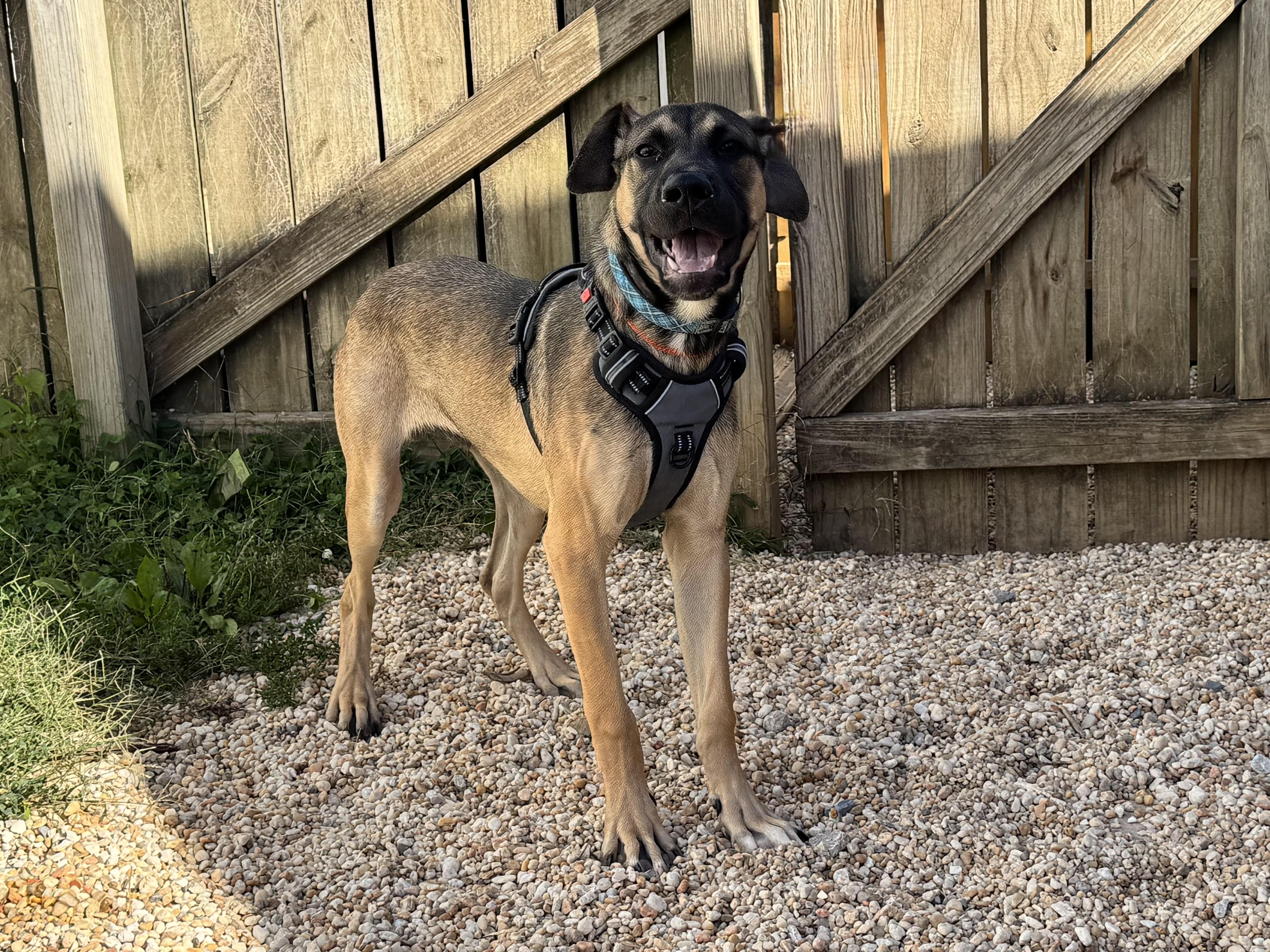 Enlarge Juan, a Adoptable mixed breed in Ellicott City, MD image 2/3