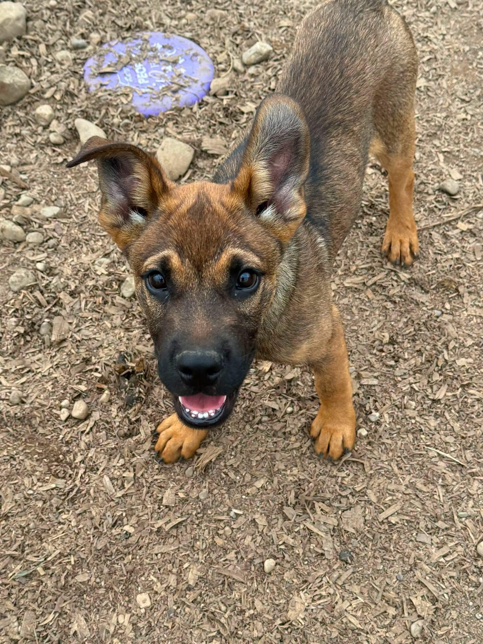 Uno, Adopted, Puppy Male German Shepherd Dog.