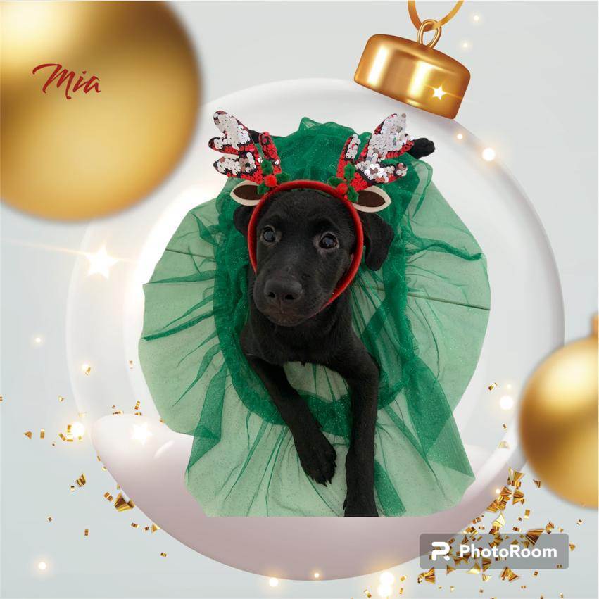 Mia, a Adoptable mixed breed in Far Rockaway , NY image 2/3