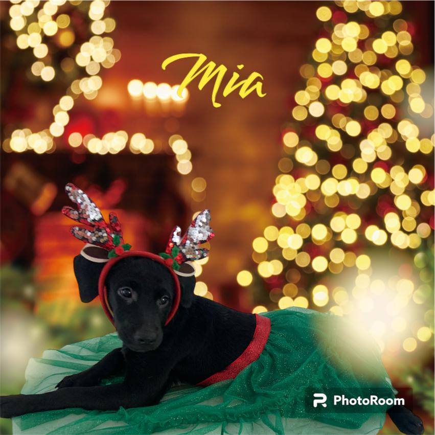 Mia, a Adoptable mixed breed in Far Rockaway , NY image 3/3