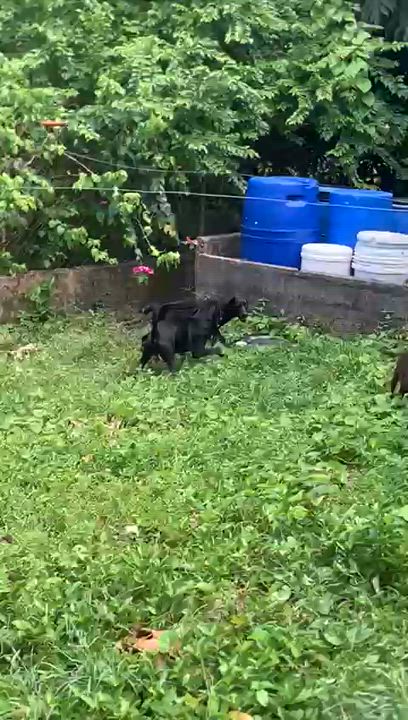 Enlarge Mia, a Adoptable mixed breed in Far Rockaway , NY video 1/3