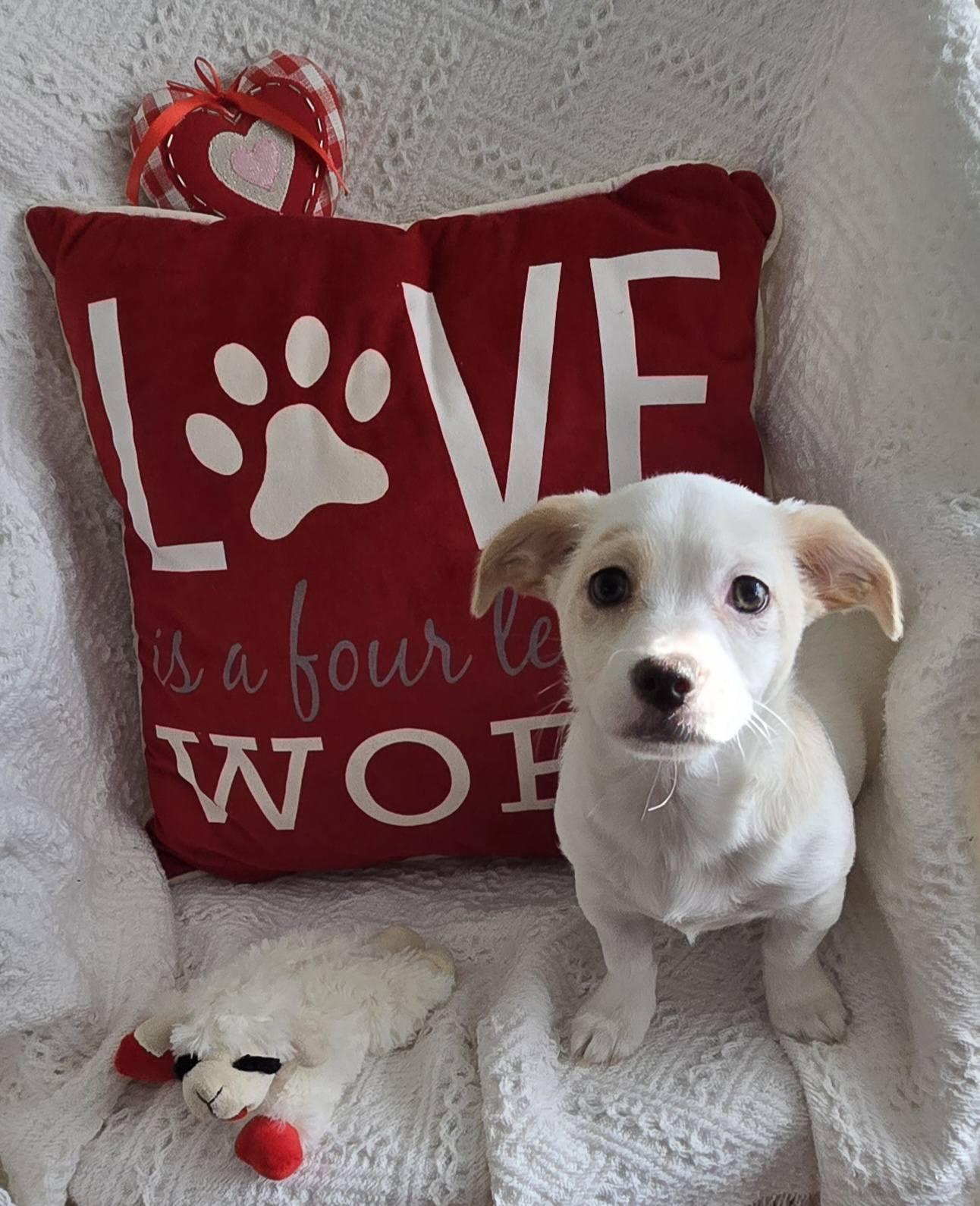 Enlarge Rossa, an adopted mixed breed in Oakdale, CA image 2/2